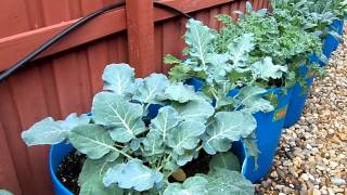 Veggie Barrel Garden by Fish2Food Aquaponics