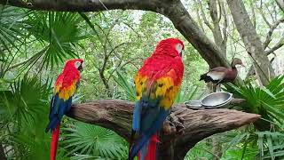 Cozumel Cruise: Xcaret Park Aviary - A Bird Lover's Paradise