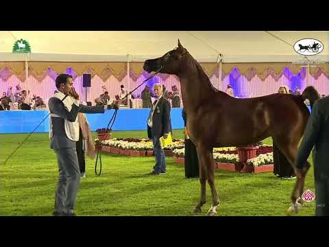 N 73 FEYRA KS   2021 KING ABDULAZIZ ARABIAN HORSE CENTER SHOW   Fillies 2 Years Old Class 2A