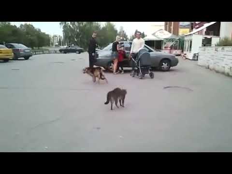 Angry Cats VS Dogs Funny Compilation