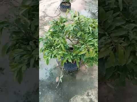 bấm trận đọt mai cúc thọ hương