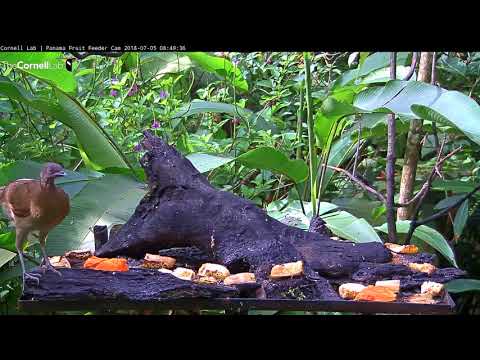 Chachalaca Tightropes Over The Panama Fruit Feeder – July 5, 2018