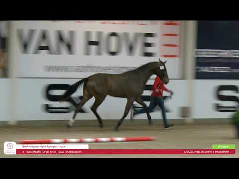 2. SACRAMENTO VD (AREZZO-VDL  x KIGALI )