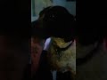 Belly Licks