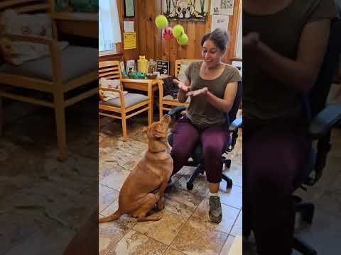 Mila, an adoptable Labrador Retriever & Retriever Mix in Harrison, NY_image-1