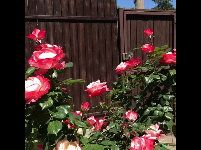 Розы.Роза  на штамбе «Double Delight» (Дабл Делайт)