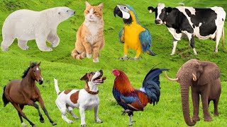 Friendly Animals: Cow, Rabbit, Monkey, Cat, Goat, Dog, Duck, Rhino, Pig, Giraffe – Animal Food
