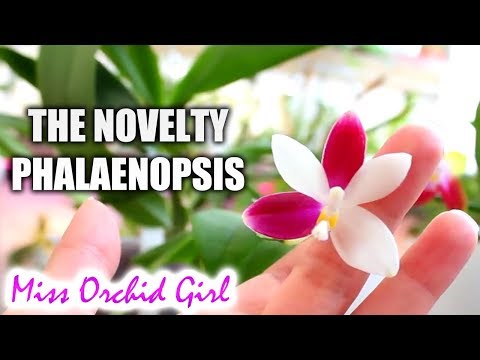 Standard Vs. Novelty Phalaenopsis Orchids