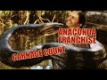 Anaconda Franchise 1997 2009 Carnage Count