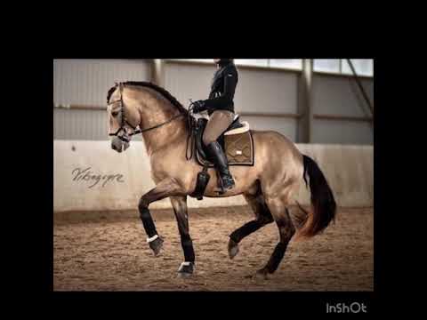 ALA - Buckskin PRE advanced born 2012 - SOLD