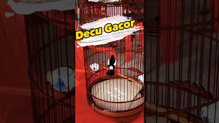 Download lagu decu Gacor #decu #kacermini mp3