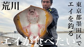 【魚釣り】荒川でエイを釣って食べたい！【エイ釣り】