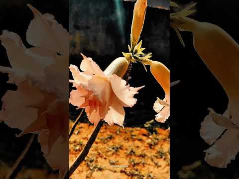 Cheias de flores🌺 #subscribe #visualization #flower #desert #viral #roça #goiás #plantas #nature