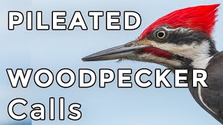 Pileated Woodpecker Calls: Learn 4 common sounds (including their drumming)