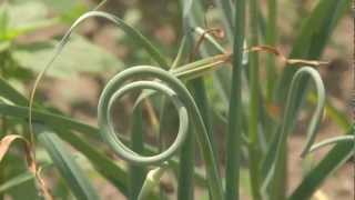 preview picture of video 'Garlic Scapes'
