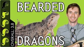 Bearded Dragon, The Best Pet Reptile?