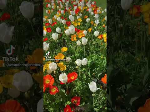 📍Queen Wilhelmina Tulip Garden, Dutch Windmill Golden Gate Park San Francisco