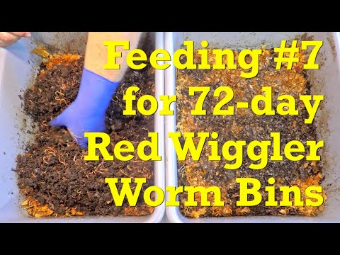 72-day red wiggler worm bins get 7th feeding after 11 days - vermicompost