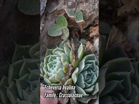 Mexican Highlands: Succulent Rock Walls for Carbon & Water