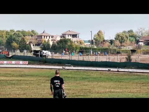 Lelkes ráadás derby évadzáró 2019 agárpálya