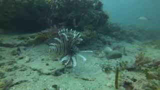 preview picture of video 'Narcosis Scuba - Hornet's Ledge, Tarpon Springs FL'