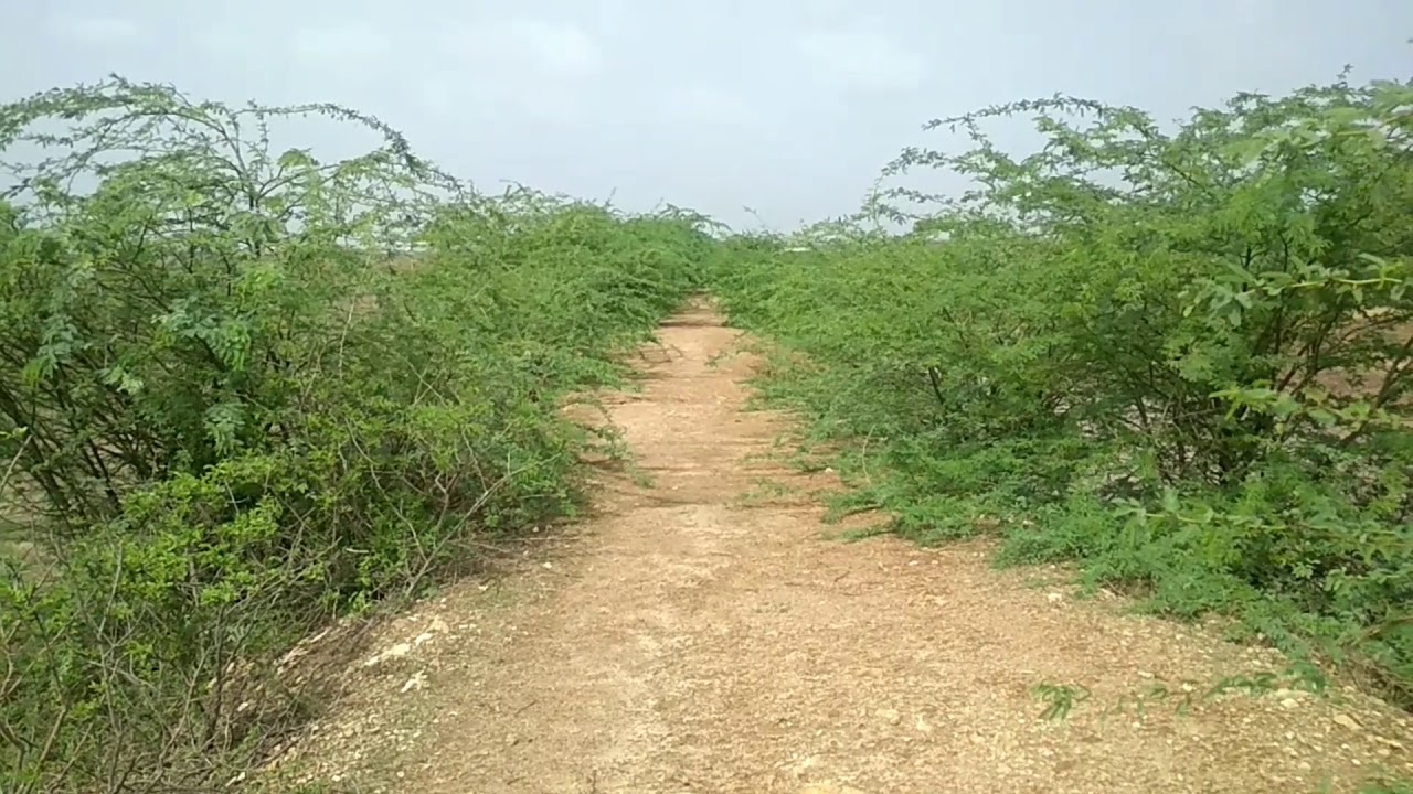 Copyrighted free video natural road free stock footage free natural video download