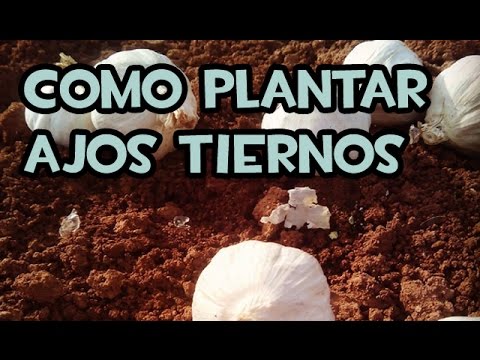 , title : 'Como Sembrar o Plantar Ajos Tiernos | La Huerta de Ivan'