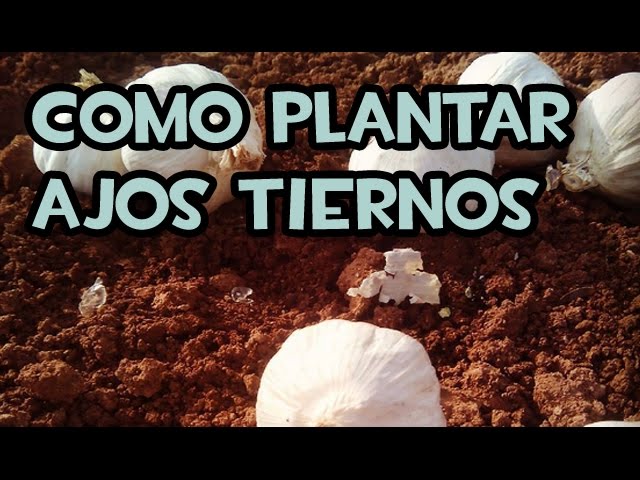 Cómo Sembrar o Plantar Ajos Tiernos en tu Huerta