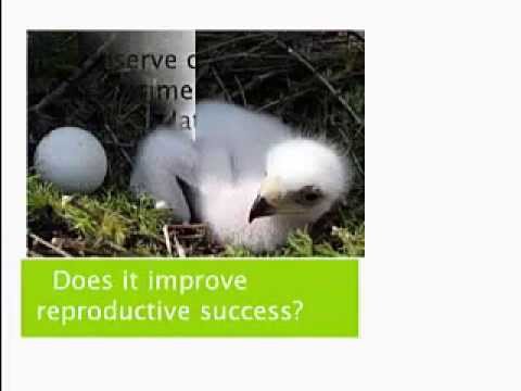 Human Behavioral Ecology | Golden Age