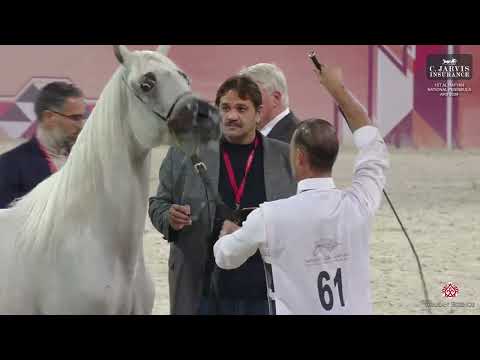 N 61 S A NAWAL   1st Al Rayyan National Peninsula AHS 2024   Fillies 3 Years Old Class 3