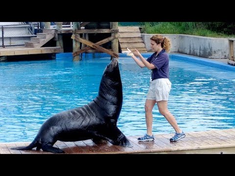 Seal pup's underwater lessons |Funny Smart Cute Sea Lion Show | Animals videos | funniest animals