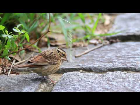 Strnádka tajgová (Emberiza tristrami) — spev a hlas v prírode