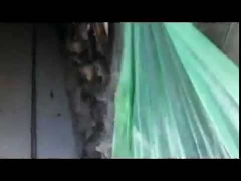 Populare Solacolu 05.03.2012