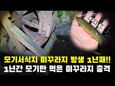 모기 걱정 끝! 친환경 미꾸라지로 모기 유충 박멸하는 비법