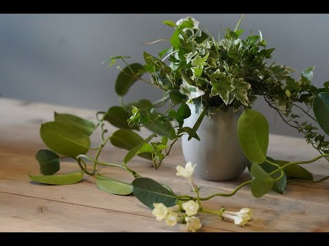 園芸 マダガスカル産ジャスミン、ステファノティス