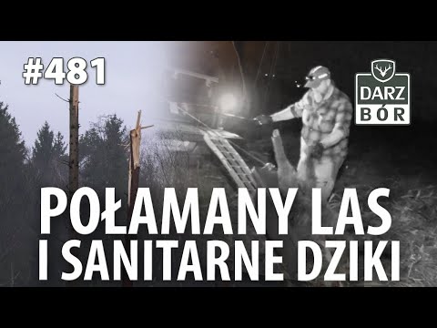 Darz Bór odc 481. Połamany las i sanitarne dziki.
