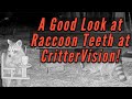 A Good Look at Raccoon Teeth at CritterVision!