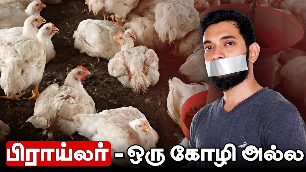 The UNTOLD TRUTH of BROILERS.. பிராய்லர் சிக்கன் சாப்பிடலாமா?