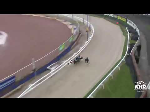 Dreamin Bea   BGBF BRITISH BRED PUPPY CUP HEAT 2