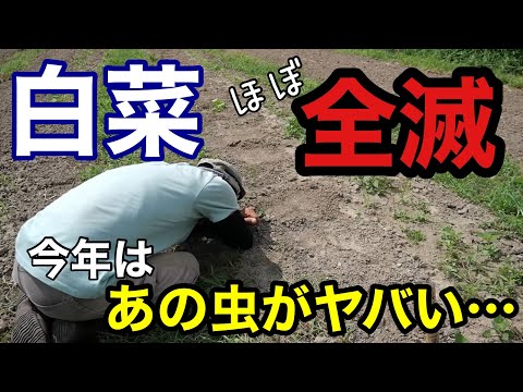 イラクサの種:使用方法、効果、収穫に関するヒント 植物