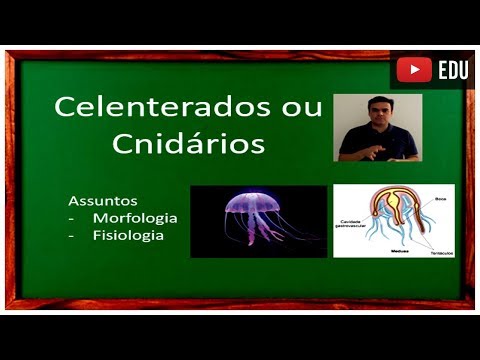 Aula de Celenterados ou Cnidários