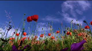 Poppy flower|#relaxation music|#beautiful nature 💐
