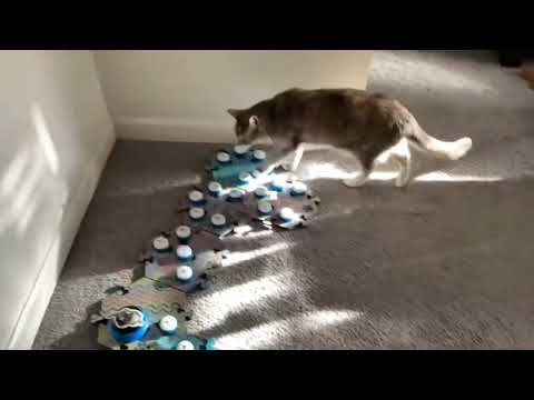 Кошка говорит с хозяйкой с помощью говорящих кнопок