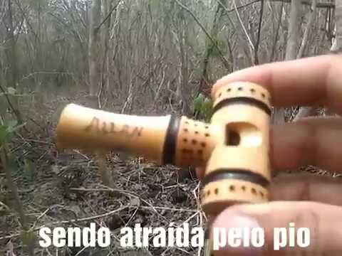 Canto De Lambu Pe Roxo Para Baixar Download Arremedo De Lambu Mp3 Mp4 Music Online Kemprot Song