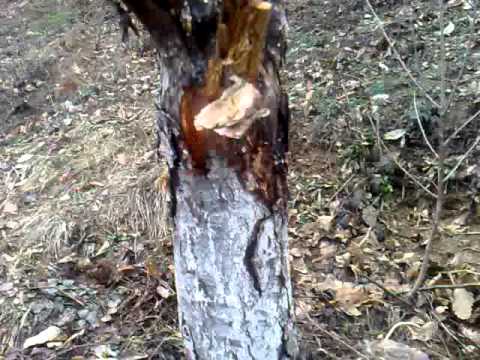 JABUKA-KOJA JE OVO BOLEST?