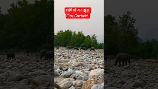 Download lagu A herd of elephants. Jim Corbett. #shortvideo #nature #elephant #wildlife mp3