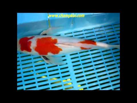 Longfin Showa (12-D-970) - Suda