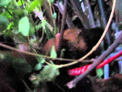 Dog rescue: Delila - stray dog in South Central Los Angeles. (By Eldad Hagar) #rescue