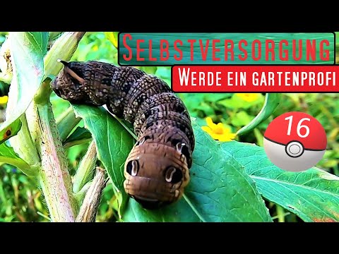 Gartenprofi Teil 16 für Max. Ertrag | Selbstversorgung | Garten Tipps im September