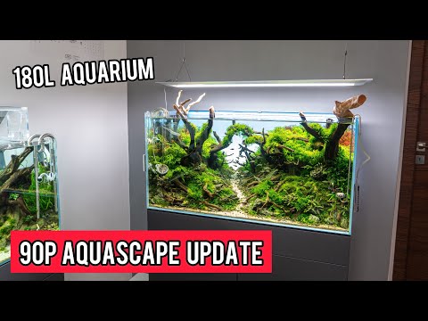 90P (180L) Aquascape Aquarium Update nach 8 Monaten | Pachi aquarium